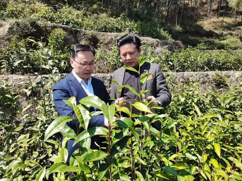 关于老茶种 焕金颜 ——“红色汝城 白毛茶香”2023首届中国汝城白毛茶文化节开幕的相关信息(5)