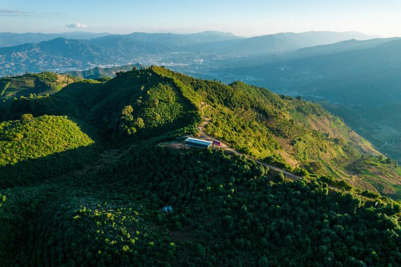关于凤庆滇红茶，飘香红天下——2023红茶大会盛大开幕的内容(12)