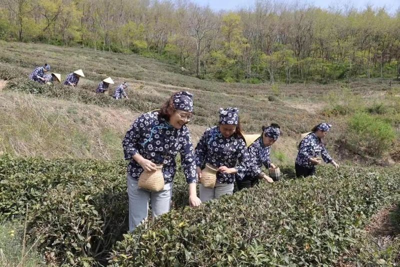 关于威海:“南茶北引”保护性茶园揭牌仪式暨正棋山采茶节成功举行的内容(2)