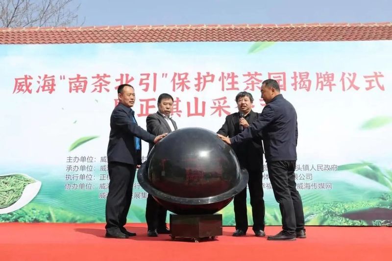关于威海:“南茶北引”保护性茶园揭牌仪式暨正棋山采茶节成功举行的内容