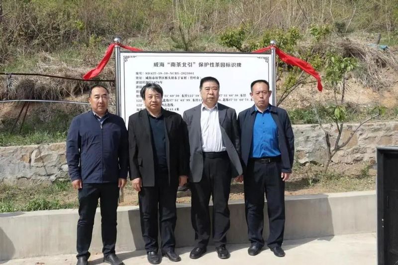 关于威海:“南茶北引”保护性茶园揭牌仪式暨正棋山采茶节成功举行的内容(1)