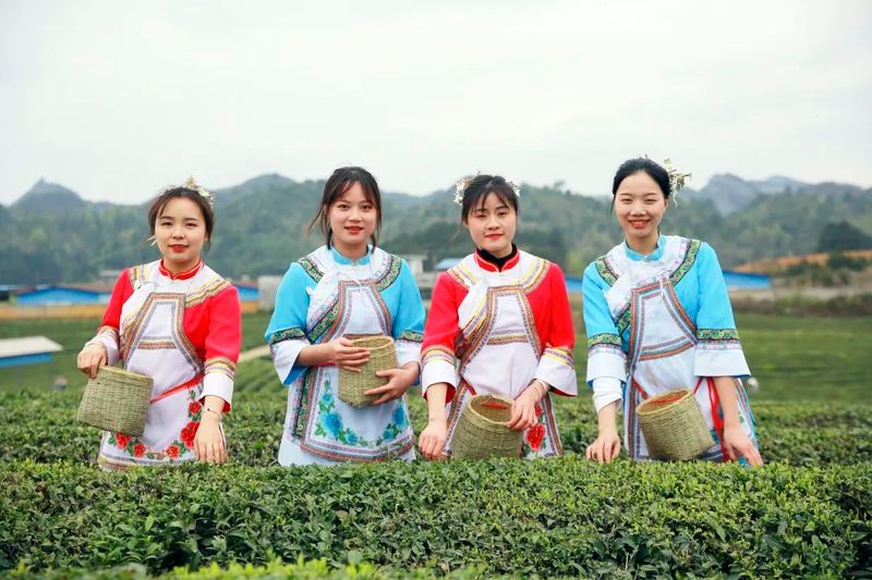 关于荔波梅桃村:做好“茶文章” 助农致富奔小康的相关内容