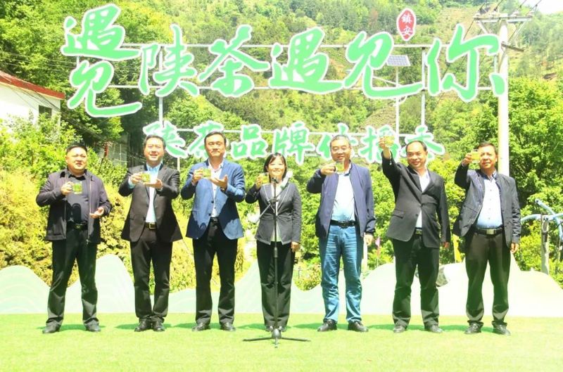 关于镇安县茶叶年产值达到2.5亿元的信息(2)
