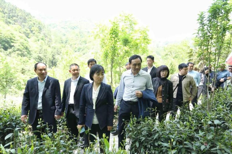 关于镇安县茶叶年产值达到2.5亿元的信息(1)