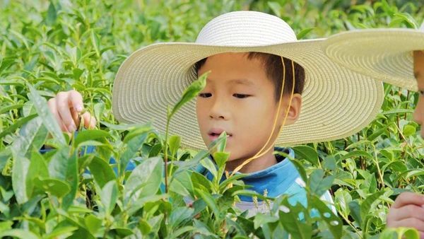 关于张家界武陵源：“茶叶”变“金叶”生态茶园走出乡村振兴新模式的内容(3)