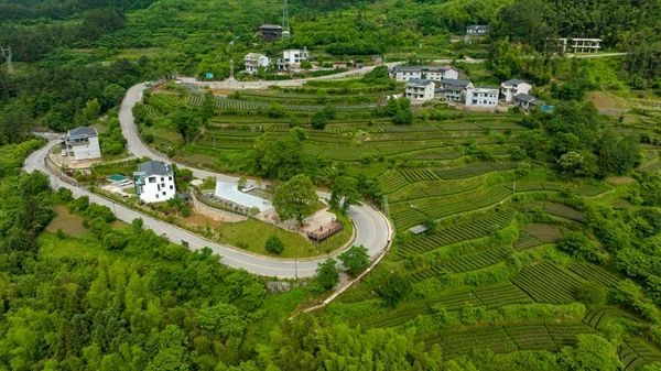 关于张家界武陵源：“茶叶”变“金叶”生态茶园走出乡村振兴新模式的内容