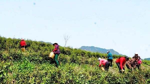 关于张家界武陵源：“茶叶”变“金叶”生态茶园走出乡村振兴新模式的内容(11)