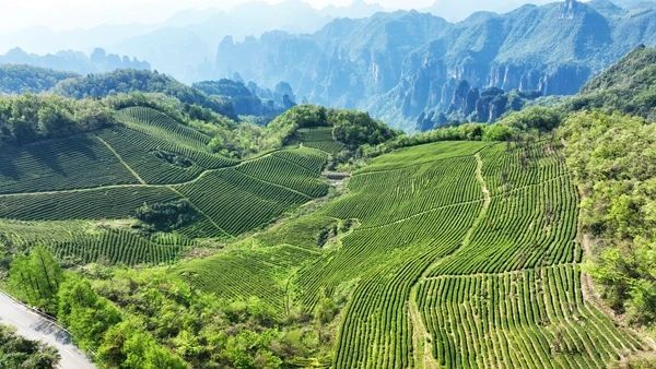 关于张家界武陵源：“茶叶”变“金叶”生态茶园走出乡村振兴新模式的内容(13)