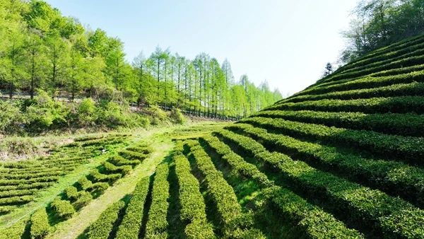 关于张家界武陵源：“茶叶”变“金叶”生态茶园走出乡村振兴新模式的内容(14)