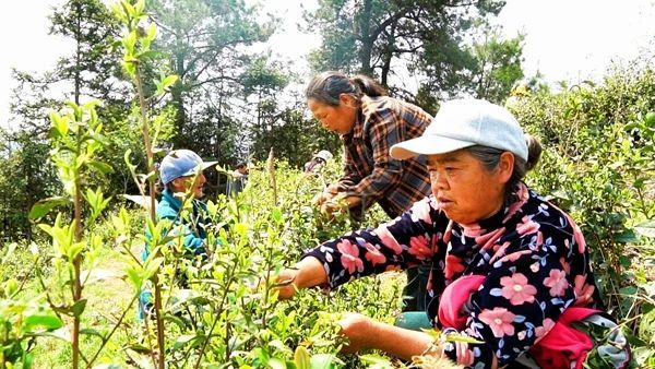 关于张家界武陵源：“茶叶”变“金叶”生态茶园走出乡村振兴新模式的内容(7)