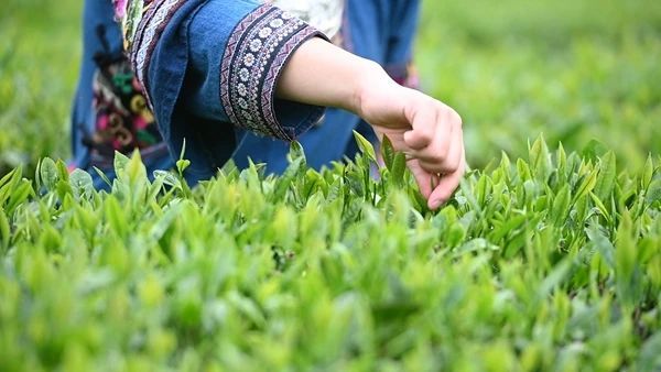 关于张家界武陵源：“茶叶”变“金叶”生态茶园走出乡村振兴新模式的内容(12)