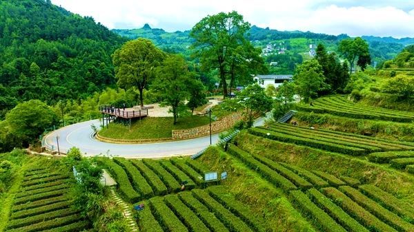 关于张家界武陵源：“茶叶”变“金叶”生态茶园走出乡村振兴新模式的内容(10)