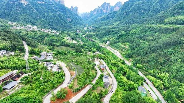 关于张家界武陵源：“茶叶”变“金叶”生态茶园走出乡村振兴新模式的内容(5)