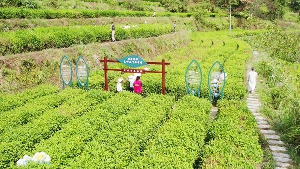 关于张家界武陵源：“茶叶”变“金叶”生态茶园走出乡村振兴新模式的内容(1)