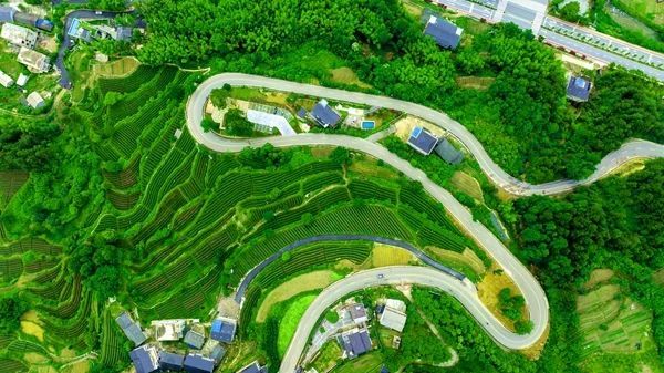 关于张家界武陵源：“茶叶”变“金叶”生态茶园走出乡村振兴新模式的内容(4)