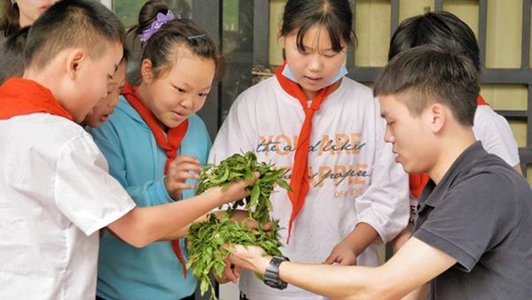 关于张家界武陵源：“茶叶”变“金叶”生态茶园走出乡村振兴新模式的内容(2)