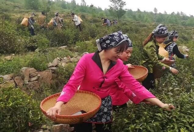 关于内乡县茶旅融合助力乡村振兴的新闻