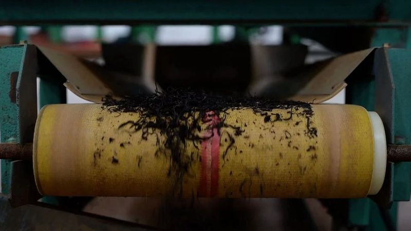 关于福鼎“白琳工夫”：借势东风起 又闻茶飘香的信息(3)