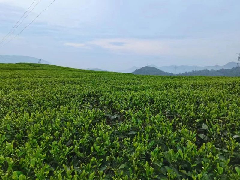 关于福鼎“白琳工夫”：借势东风起 又闻茶飘香的信息(1)