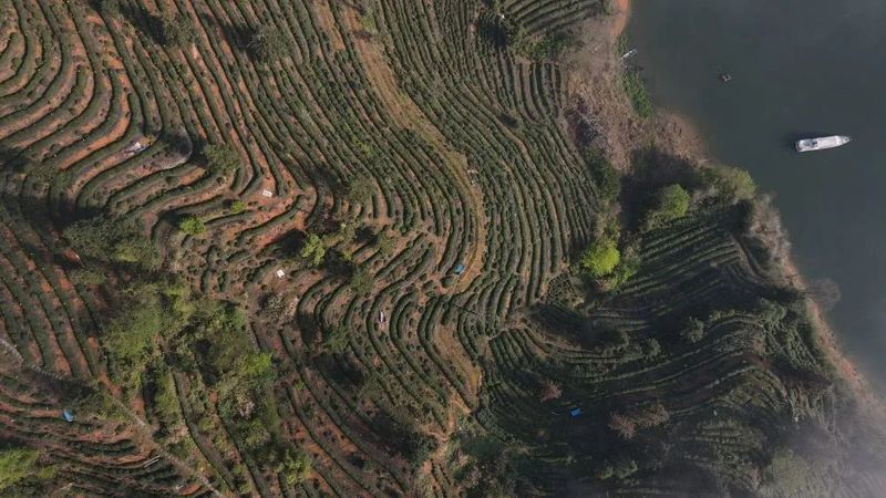 关于太平猴魁将于4月14日正式开园采摘的相关内容(4)