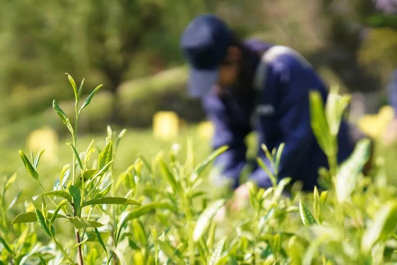 关于太平猴魁将于4月14日正式开园采摘的相关内容(11)