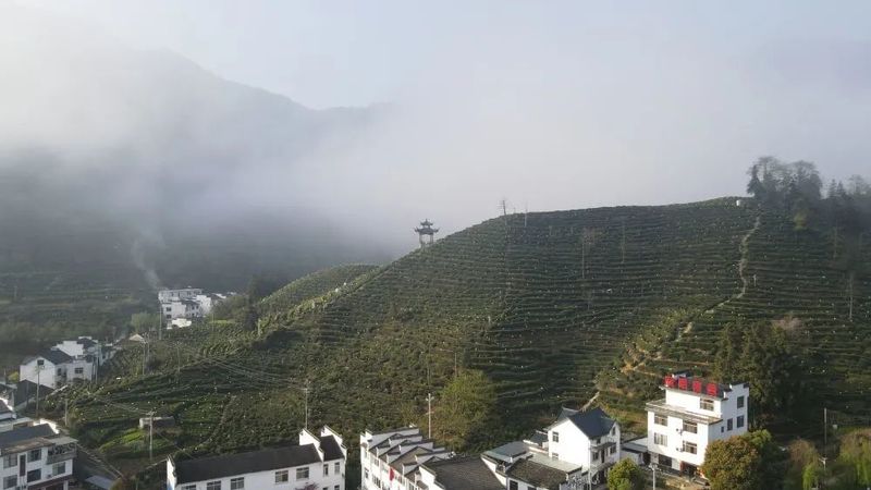 关于太平猴魁将于4月14日正式开园采摘的相关内容(7)