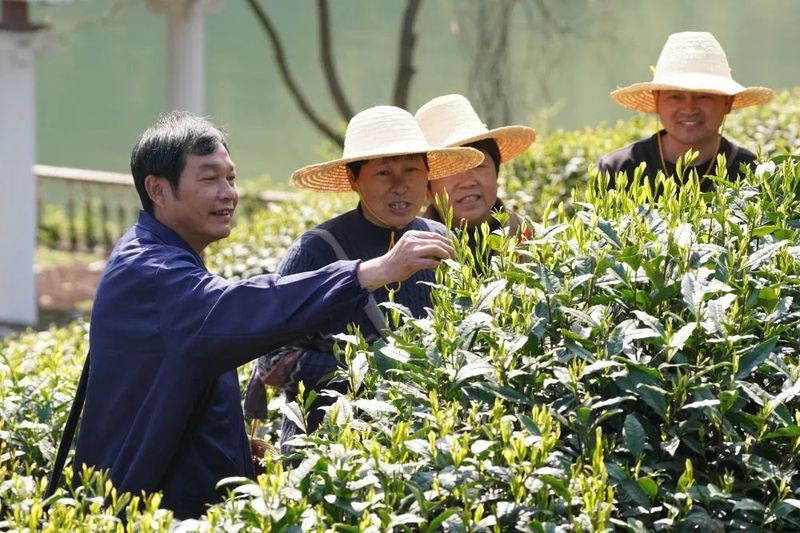 关于太平猴魁将于4月14日正式开园采摘的相关内容(6)