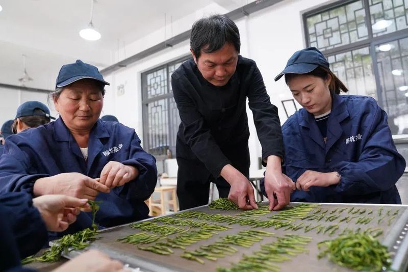 关于太平猴魁将于4月14日正式开园采摘的相关内容(2)