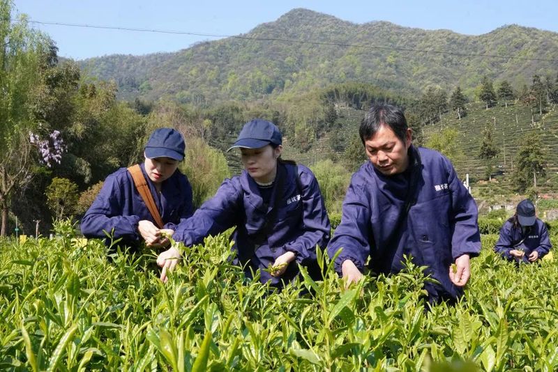 关于太平猴魁将于4月14日正式开园采摘的相关内容(8)