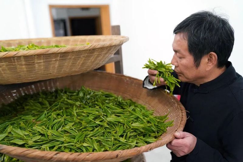 关于太平猴魁将于4月14日正式开园采摘的相关内容(3)