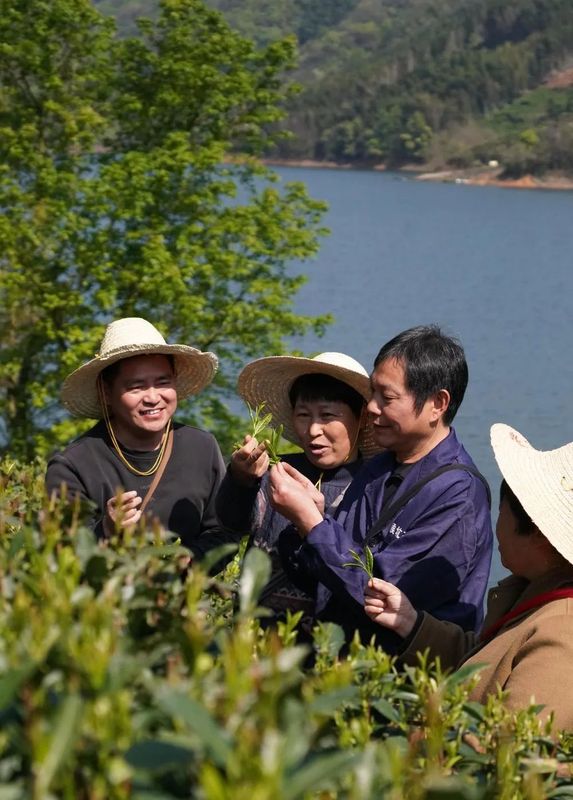 关于太平猴魁将于4月14日正式开园采摘的相关内容(1)