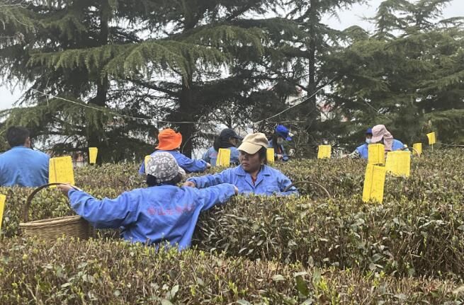 关于崂山大田春茶开采 连续十九年认证有机茶的新闻(3)