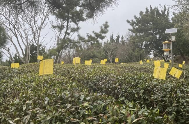 关于崂山大田春茶开采 连续十九年认证有机茶的新闻(1)