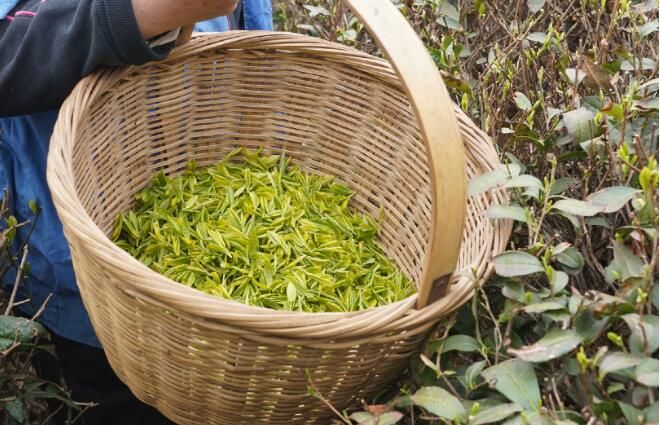 关于崂山大田春茶开采 连续十九年认证有机茶的新闻