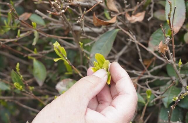关于崂山大田春茶开采 连续十九年认证有机茶的新闻(2)