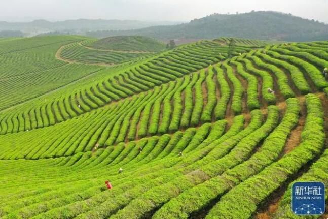 有关于广西大樟乡 春染茶山 绿意盎然的信息(5)