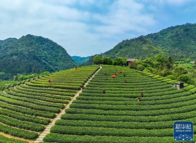 有关于广西大樟乡 春染茶山 绿意盎然的信息(2)