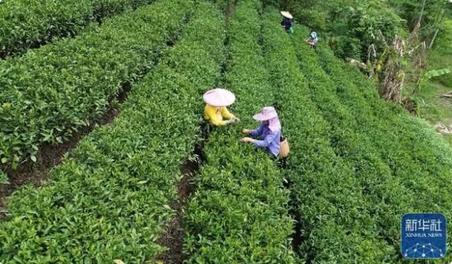 有关于广西大樟乡 春染茶山 绿意盎然的信息(3)