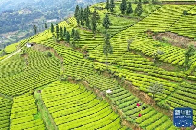有关于广西大樟乡 春染茶山 绿意盎然的信息(7)