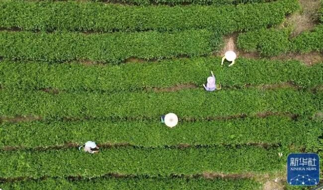 有关于广西大樟乡 春染茶山 绿意盎然的信息(1)