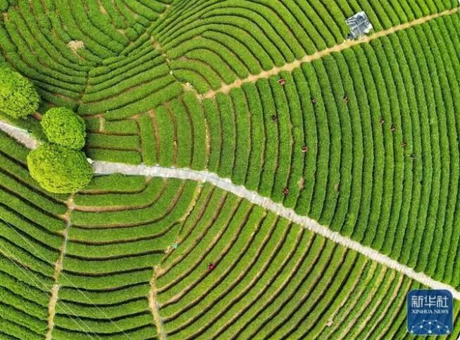 有关于广西大樟乡 春染茶山 绿意盎然的信息