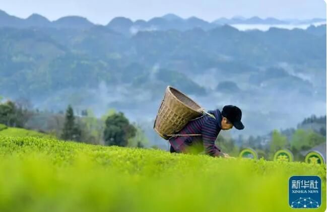 有关于广西大樟乡 春染茶山 绿意盎然的信息(6)