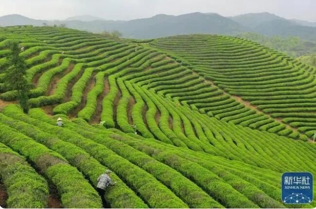 有关于广西大樟乡 春染茶山 绿意盎然的信息(4)