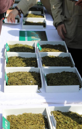 关于2023西湖龙井春茶节成功举办 力推西湖龙井茶人类非遗保护传承的相关内容(2)