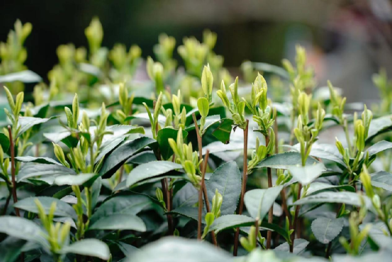 关于2023西湖龙井春茶节成功举办 力推西湖龙井茶人类非遗保护传承的相关内容(16)