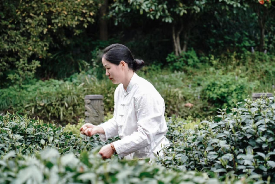 关于2023西湖龙井春茶节成功举办 力推西湖龙井茶人类非遗保护传承的相关内容(17)