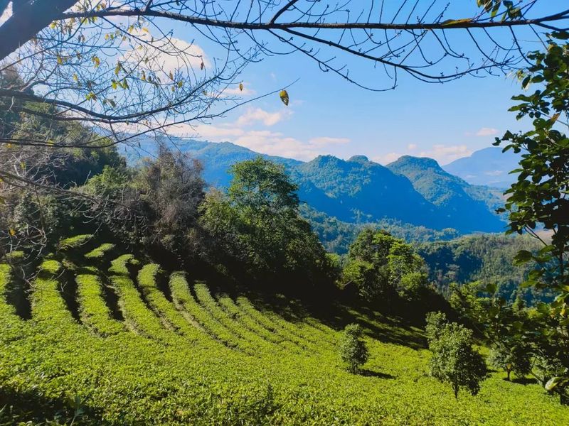 有关于临沧沧源：生态茶园构建模式走出了绿色发展之路的消息