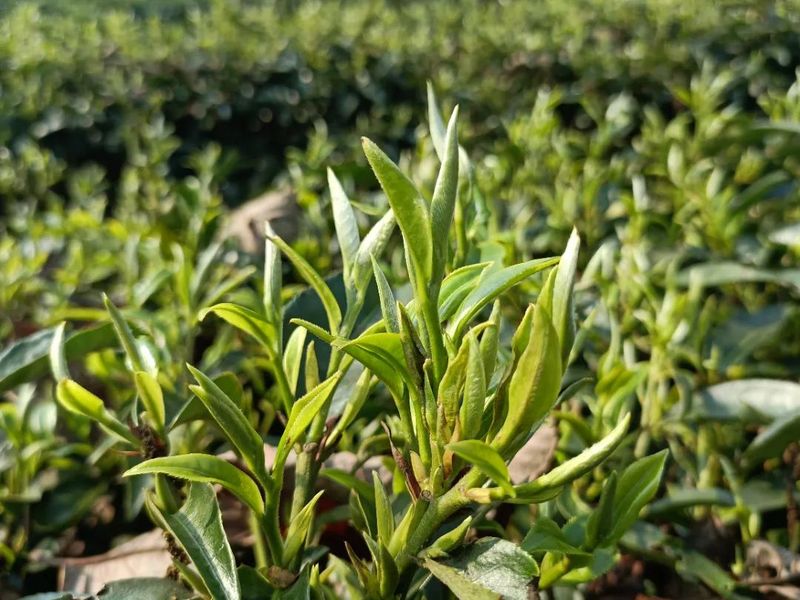 有关于临沧沧源：生态茶园构建模式走出了绿色发展之路的消息(1)