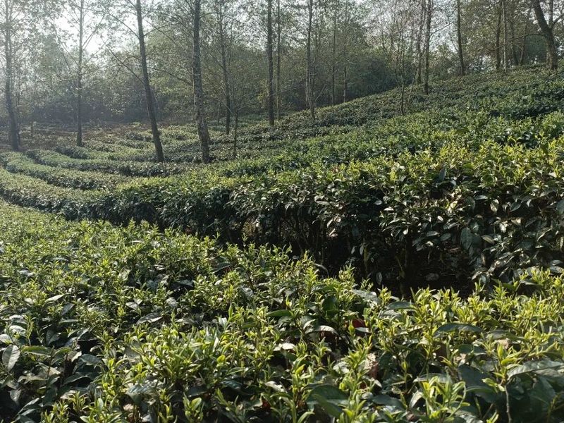 有关于临沧沧源：生态茶园构建模式走出了绿色发展之路的消息(2)