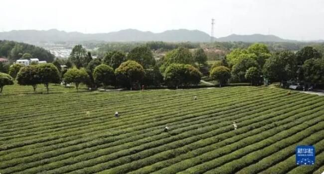 有关于茶文旅融合焕发山乡新活力的消息(3)